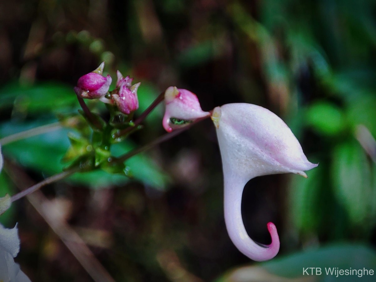 Impatiens cornigera Arn.